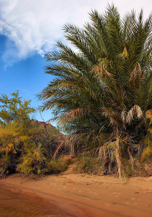 Desert Photograph - Desert Isle by Kristin Elmquist