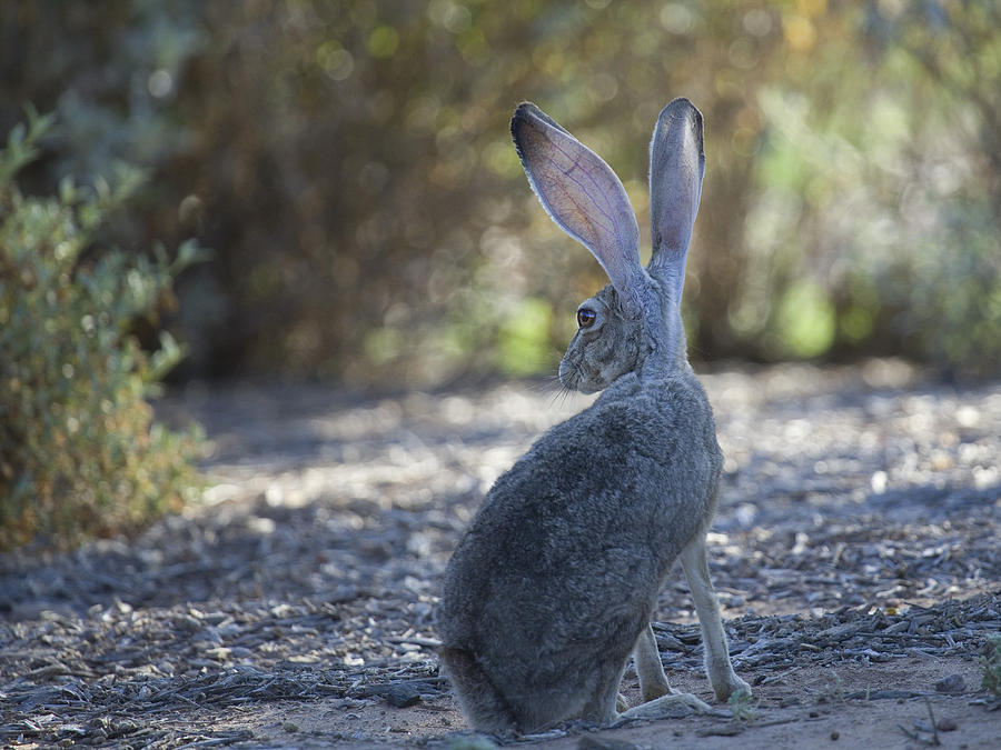 Desert Jack Rabbit Photograph by Sue Cullumber