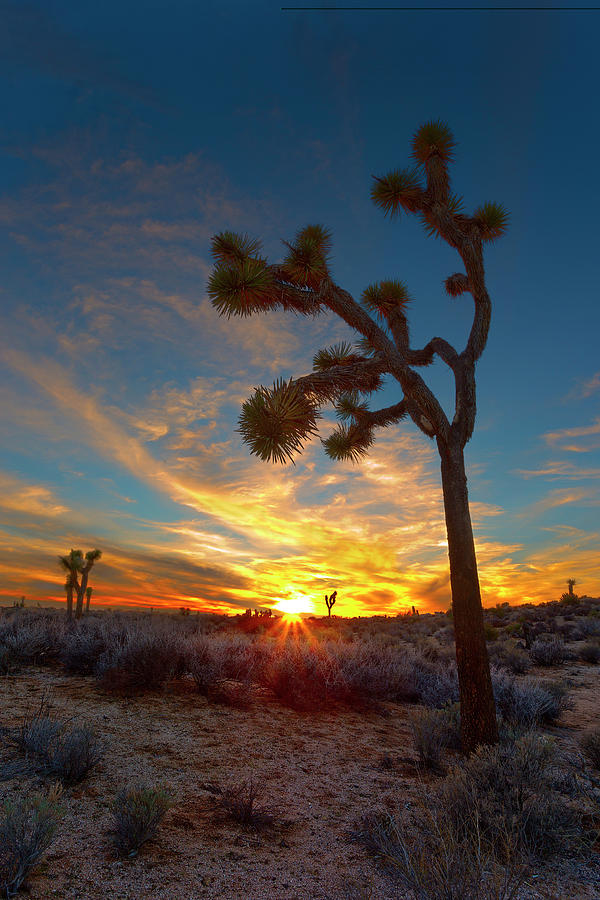 Desert Jewel Photograph by Brian Knott Photography - Fine Art America