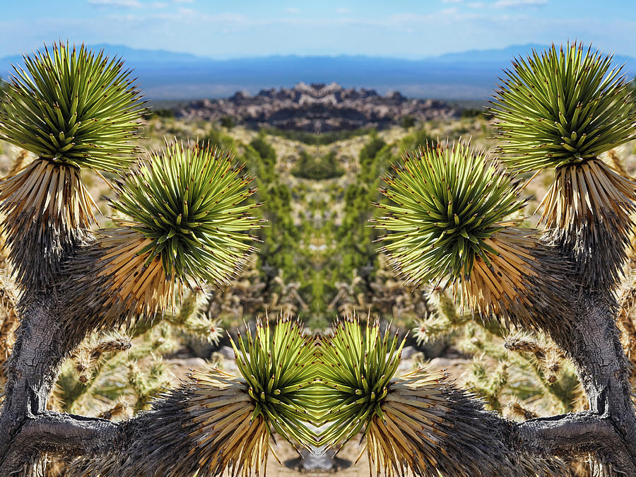 Desert Joshua Tree Mirror Photograph by Kyle Hanson