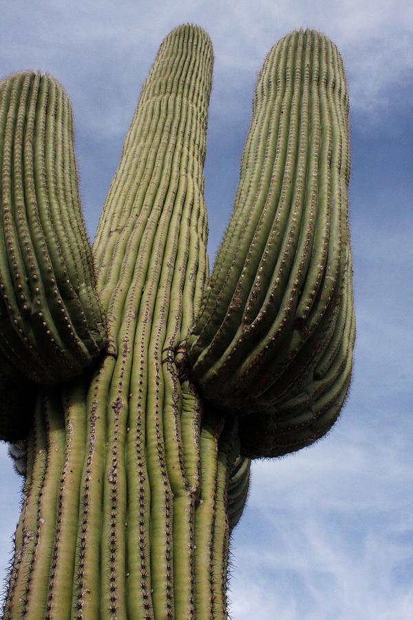 Desert King Photograph by Debby Zimmerman - Fine Art America