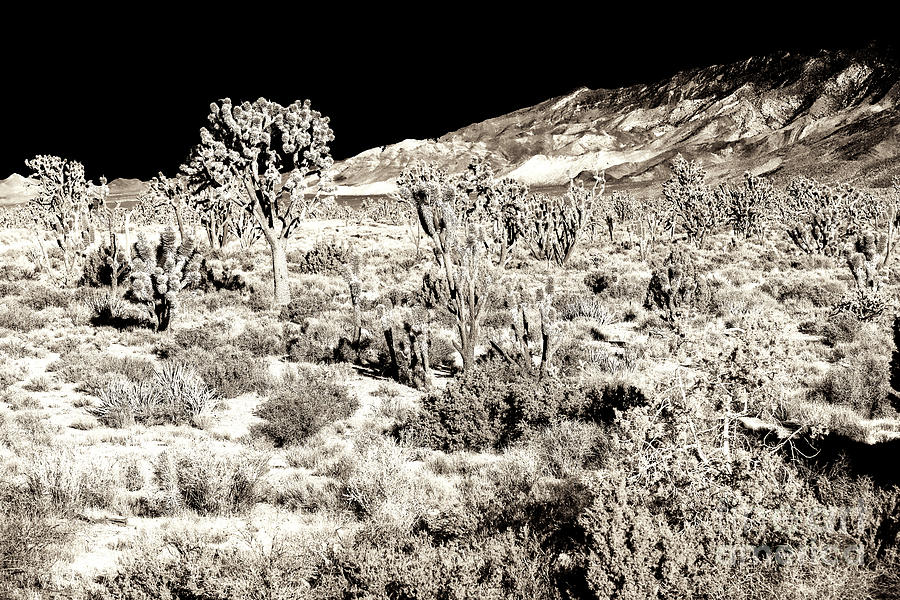 Desert Landing at Mojave National Preserve Photograph by John Rizzuto