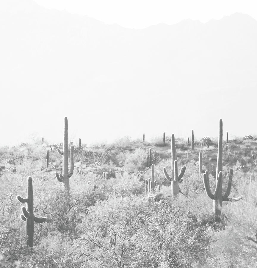 Desert Landscape 5 Black and White Photograph by Sylvia Coomes - Fine ...