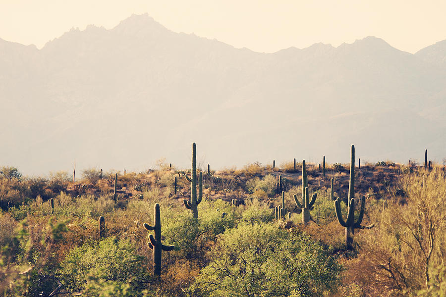 Desert Landscape 5 Photograph by Sylvia Coomes - Fine Art America