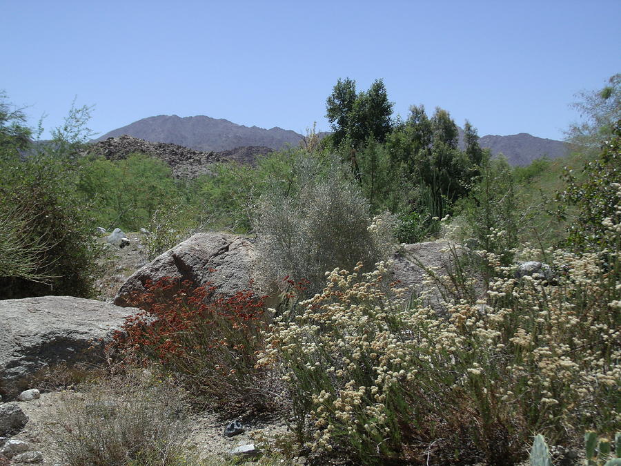 Desert Landscape and Blue Skies Photograph by Colleen Cornelius