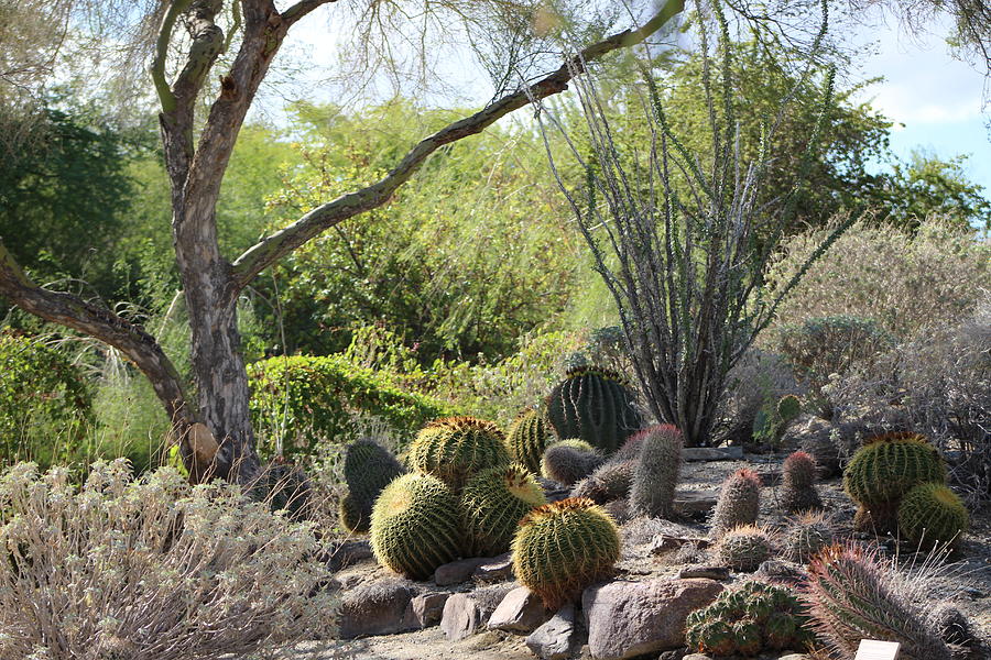Desert Landscape Barrel Cactus Photograph by Colleen Cornelius