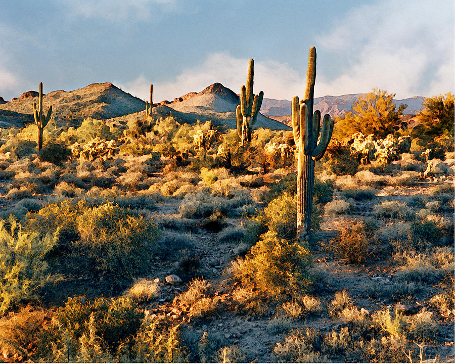 Nature Digital Art - Desert Landscape by Crystal Garner