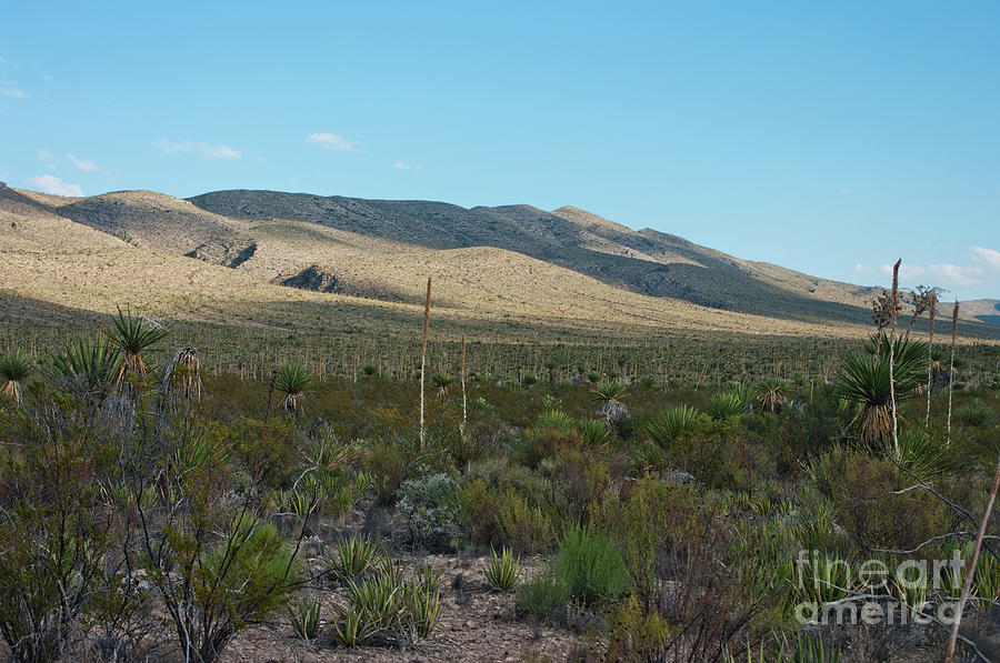 Desert Landscape Photograph by Lisa Porier