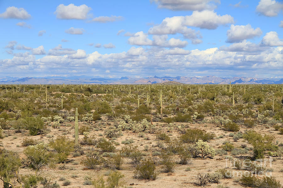 Desert Landscape Photograph by Teresa Zieba