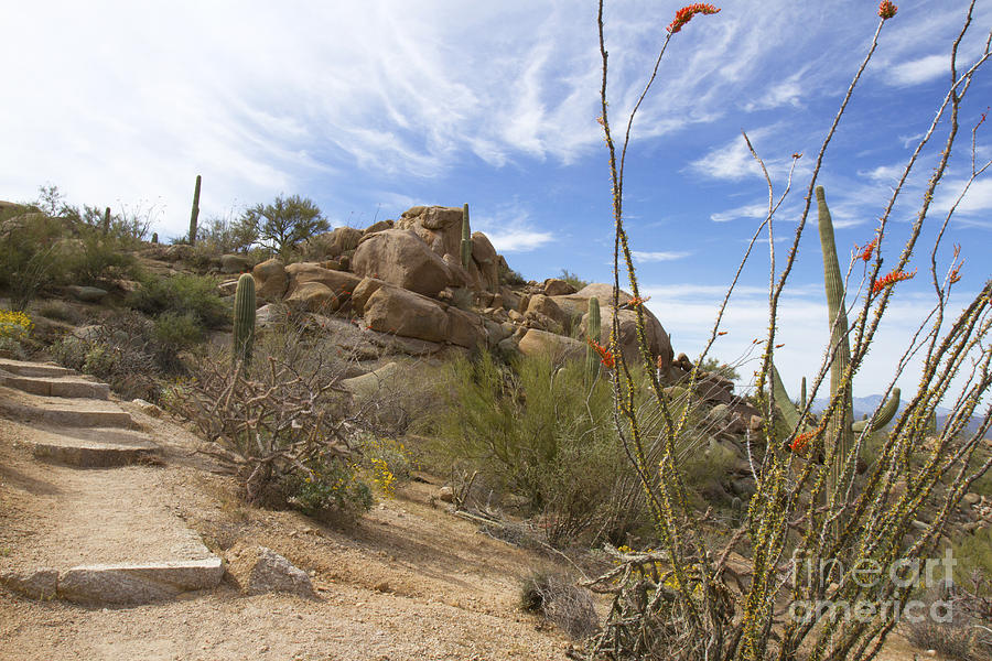 Desert Landscape with Saguro Cactus Photograph by Karen Foley