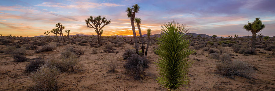Desert Life Photograph