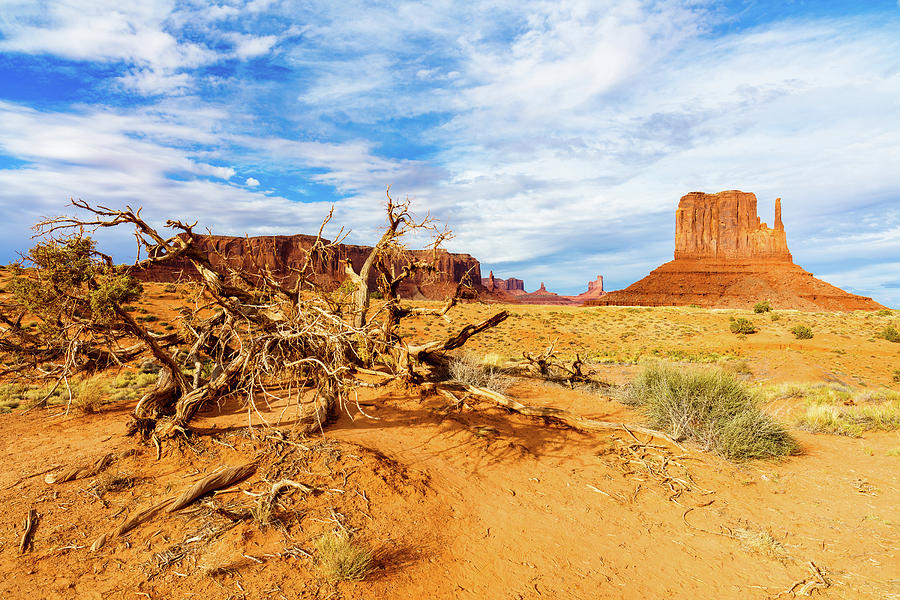 Desert Life II Photograph by Raul Rodriguez