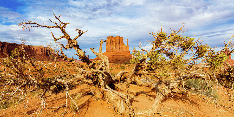 Desert Life III Photograph by Raul Rodriguez