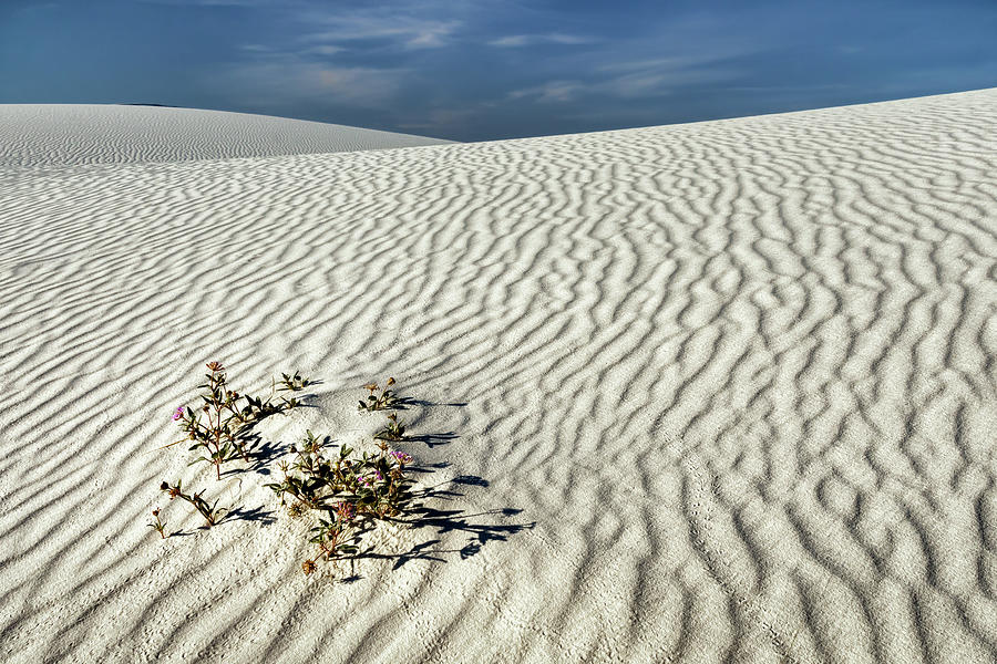 Desert  Life Photograph by James Barber
