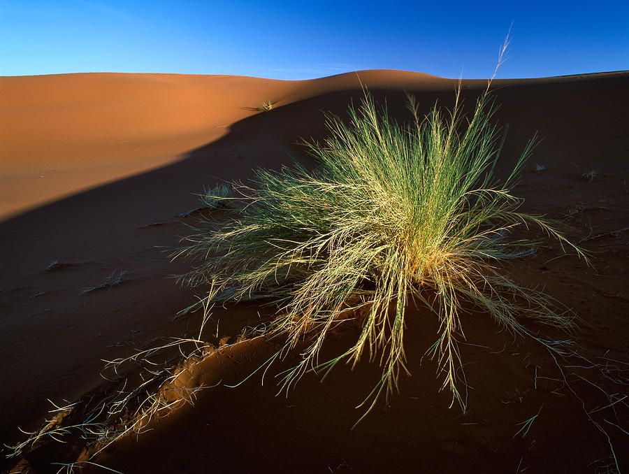 Desert Life Photograph by Johan Elzenga