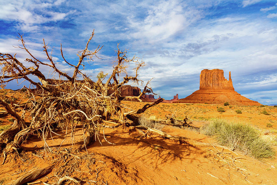 Desert Life Photograph by Raul Rodriguez