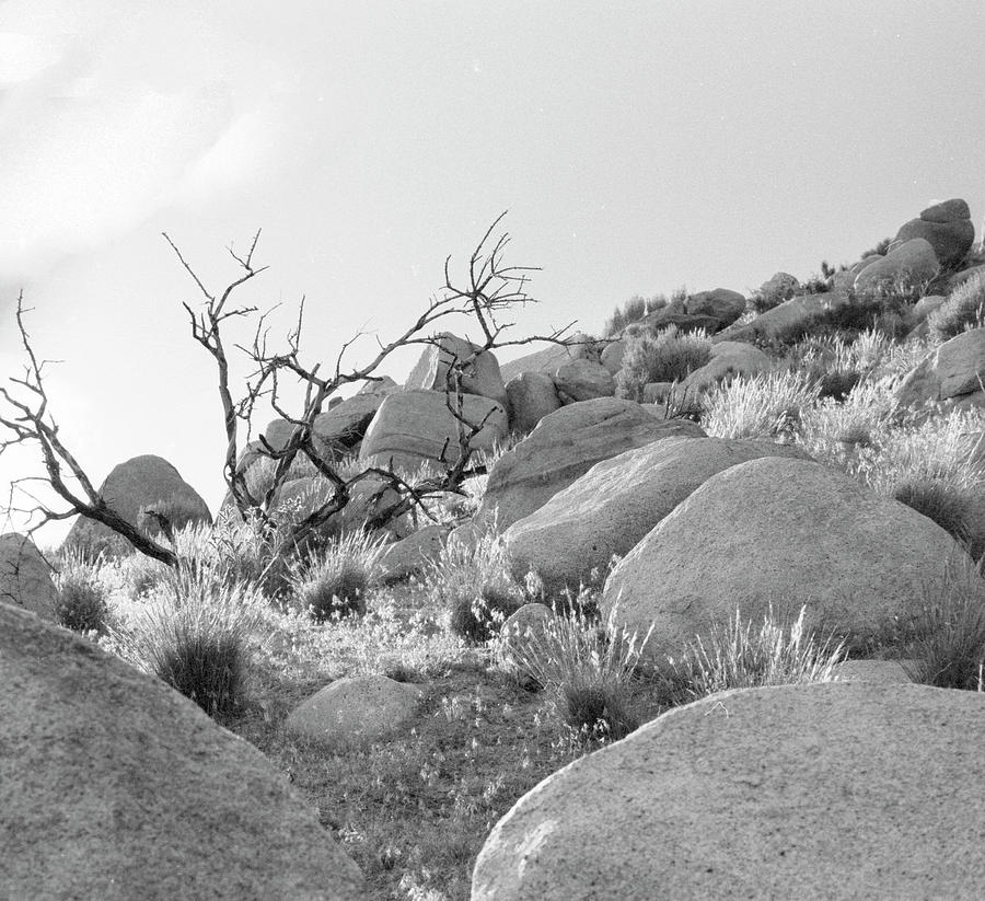 Desert Light 2 Photograph by Susan Crowell