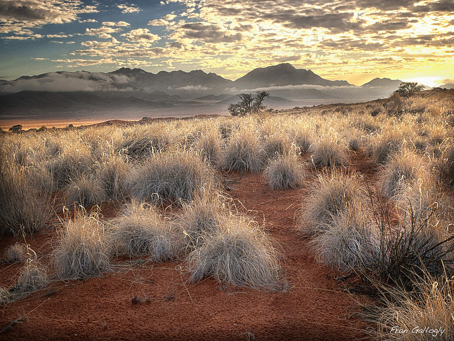 Desert Light Photograph by Fran Gallogly