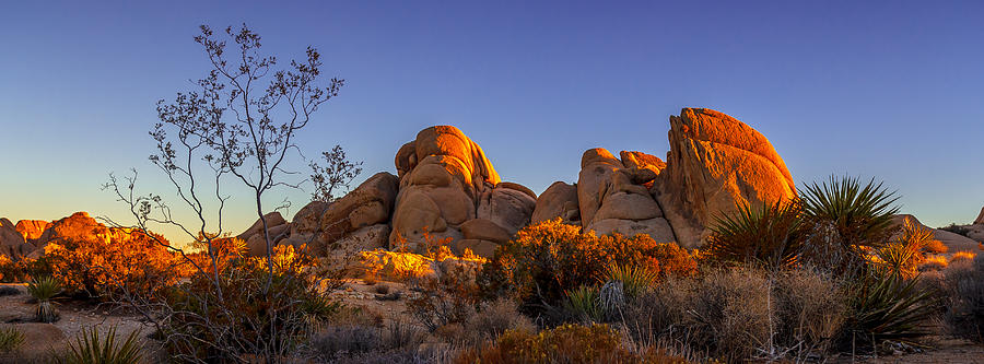 Desert Light Photograph by Jason Roberts