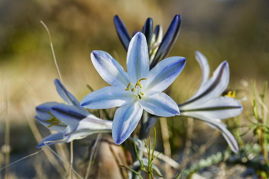 Desert Lily Photograph by Kelley King