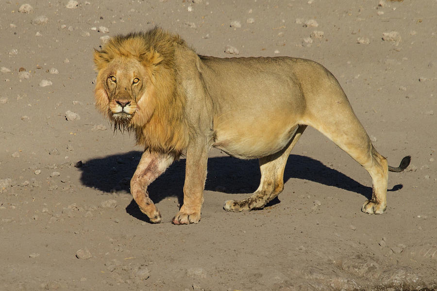 Desert Lion Photograph by Randy Green