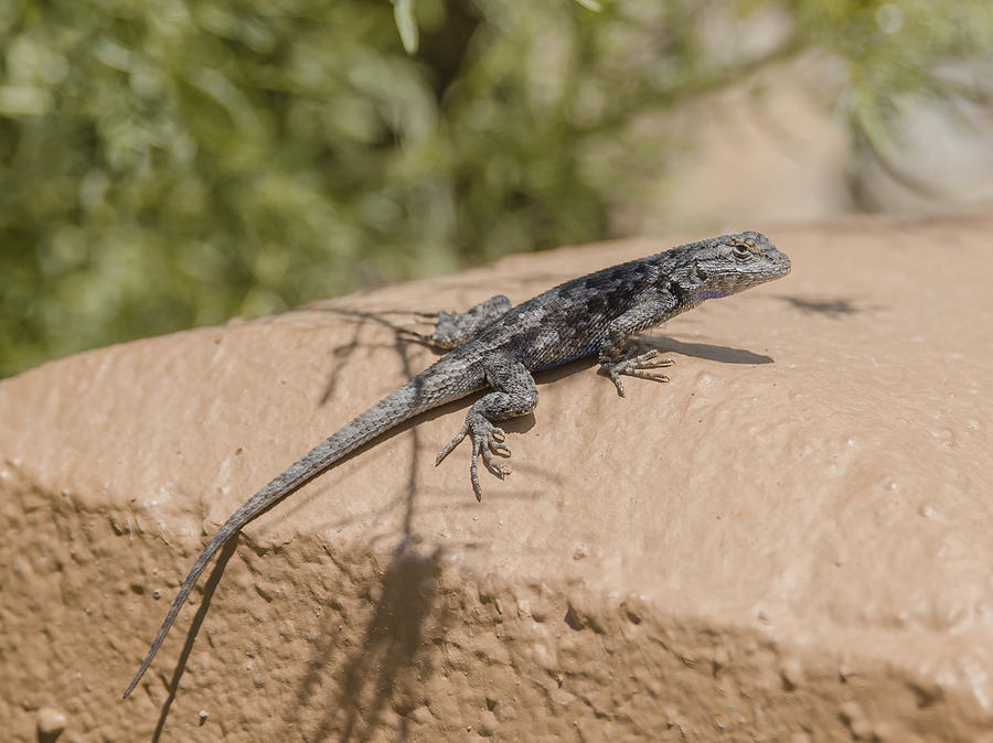 Desert Lizard 4 Photograph by Rick Mosher