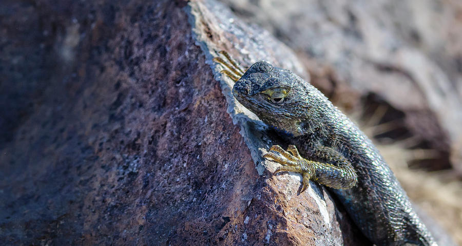 Desert Lizard 5 Photograph by Rick Mosher