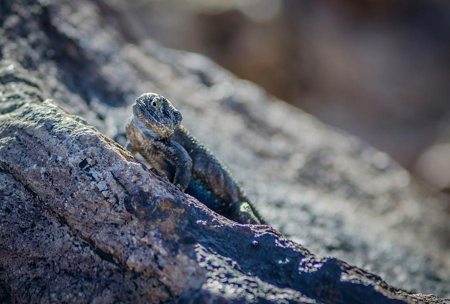 Desert Lizard 6 Photograph by Rick Mosher