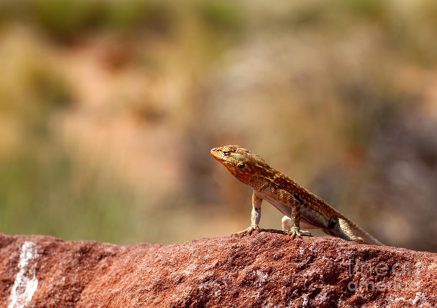 Desert Lizard Photograph by Anthony Totah