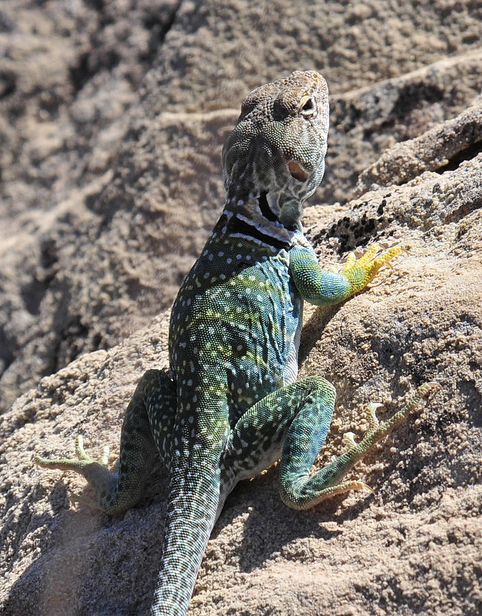 Desert Lizard Photograph by David Arment