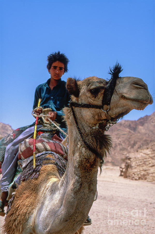 Desert Locomotion Photograph by Heiko Koehrer-Wagner
