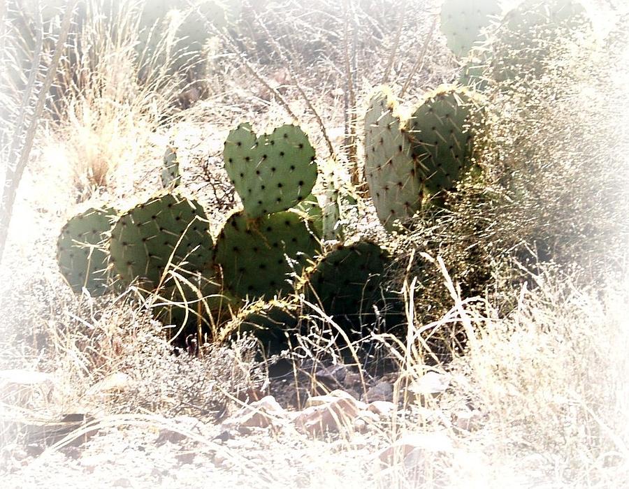 Desert Love Photograph by Carol Sweetwood