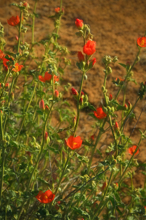 Desert Mallow Blooms Photograph by Bonnie Follett