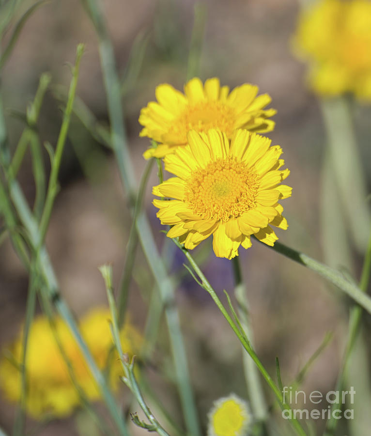 Wildflowers Photograph - Desert Marigold 8b9268L by Stephen Parker