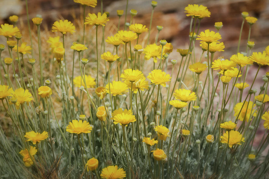 Desert Marigold Bouquet  Photograph by Saija Lehtonen