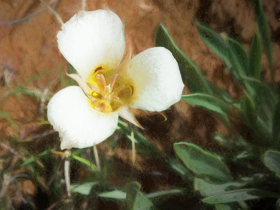 Desert Mariposa Lily Painting by Penny Lisowski