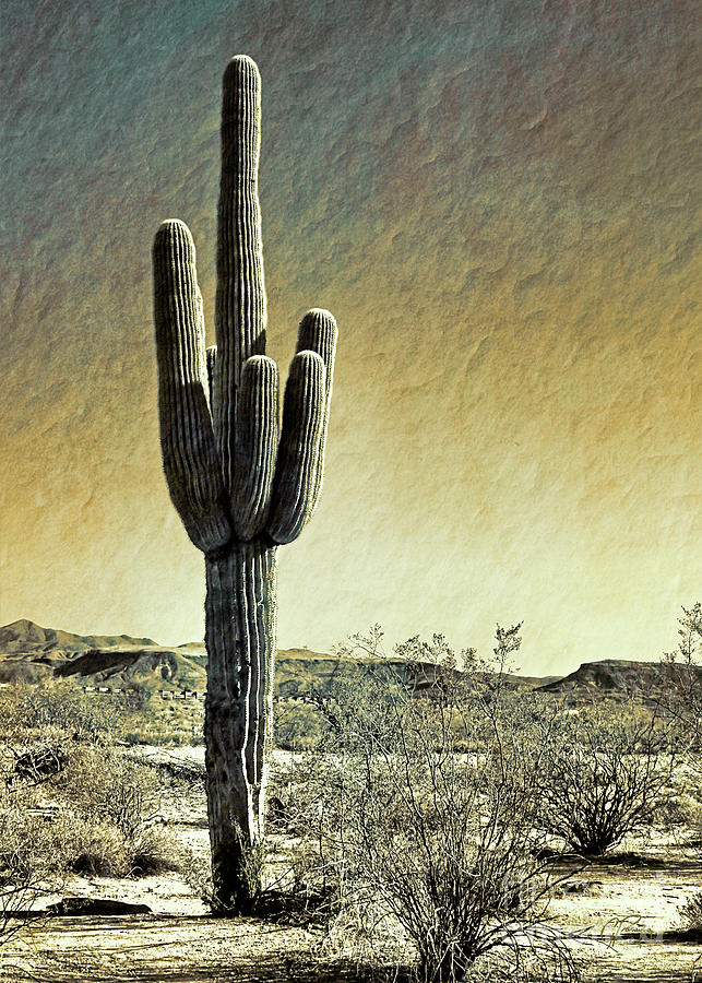 Desert Mood Arizona Photograph by Gabriele Pomykaj
