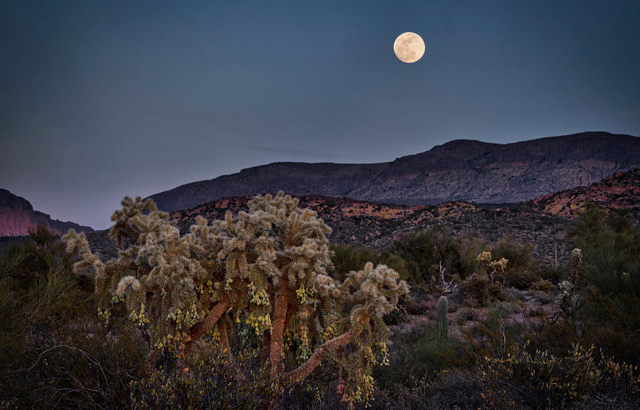 Desert Moonlight  Photograph by Saija Lehtonen