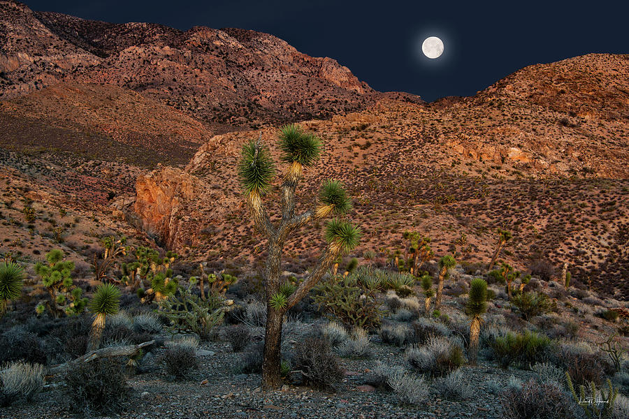 Desert Moonrise Photograph by Leland D Howard