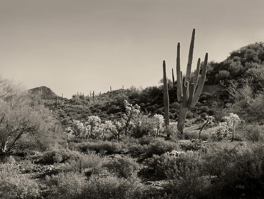 Desert Morning Photograph by Gordon Beck