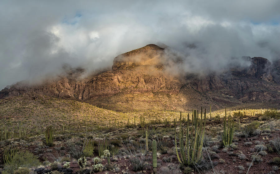 Desert Morning Photograph by Joseph Smith
