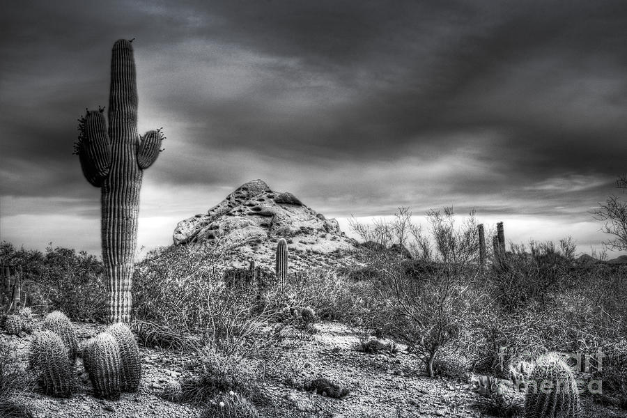 Desert Morning Photograph by Saija Lehtonen - Fine Art America