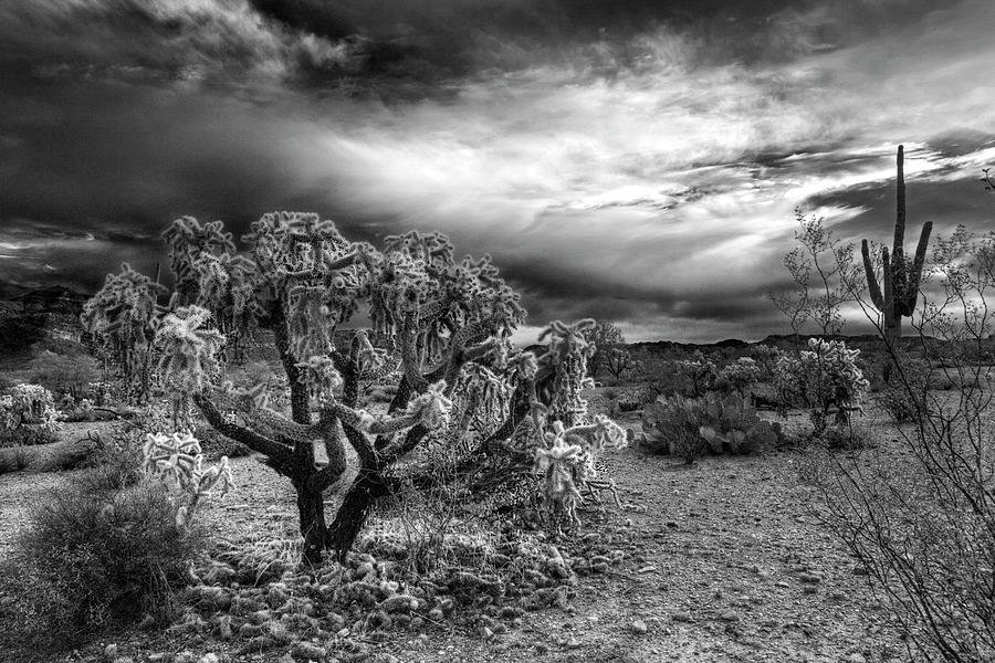 Desert Morning Photograph by Sue Cullumber