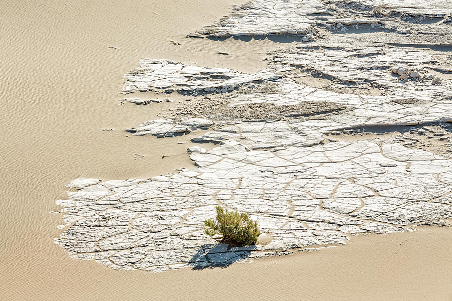 Desert Mosaic Photograph by Ann Skelton