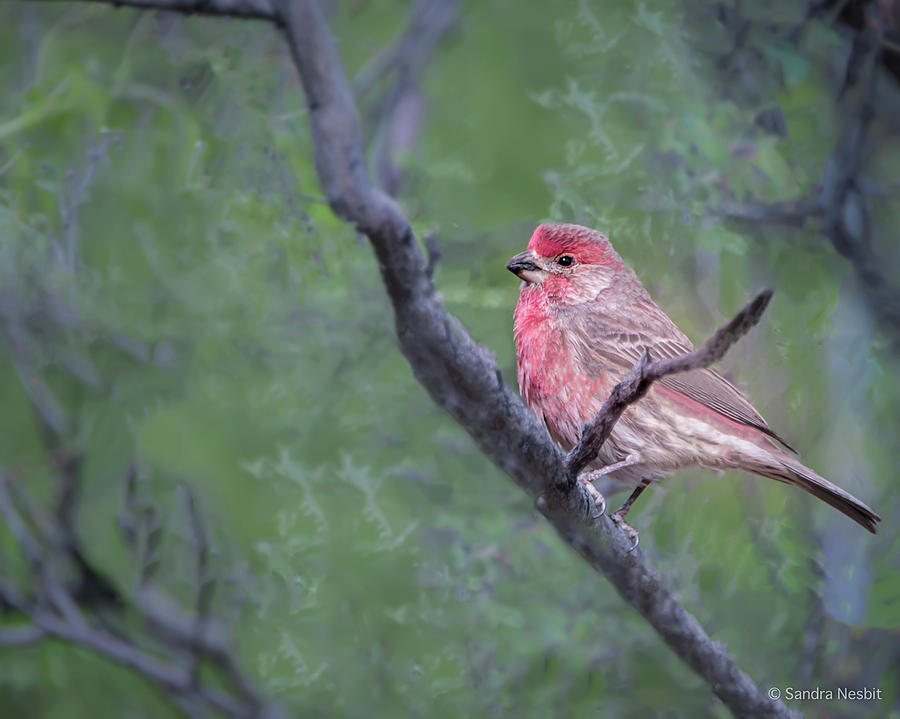 Desert Museum Bird 1 Photograph by Sandra Nesbit