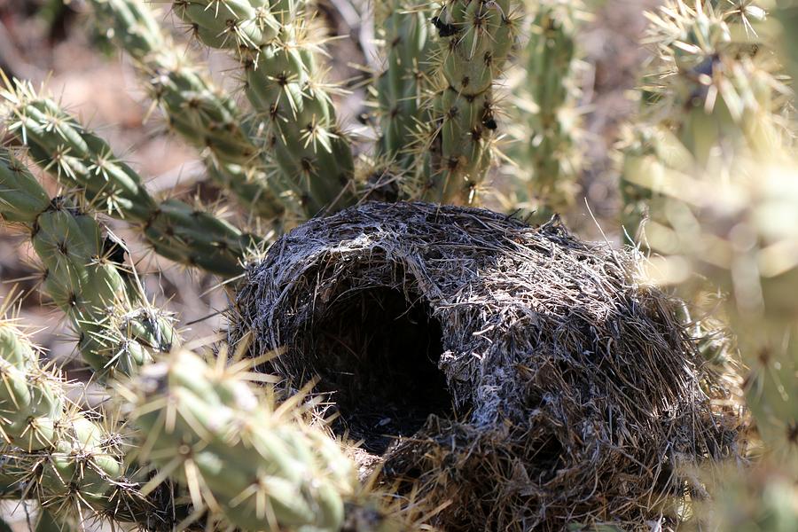 Desert Nest  Photograph by Christy Pooschke