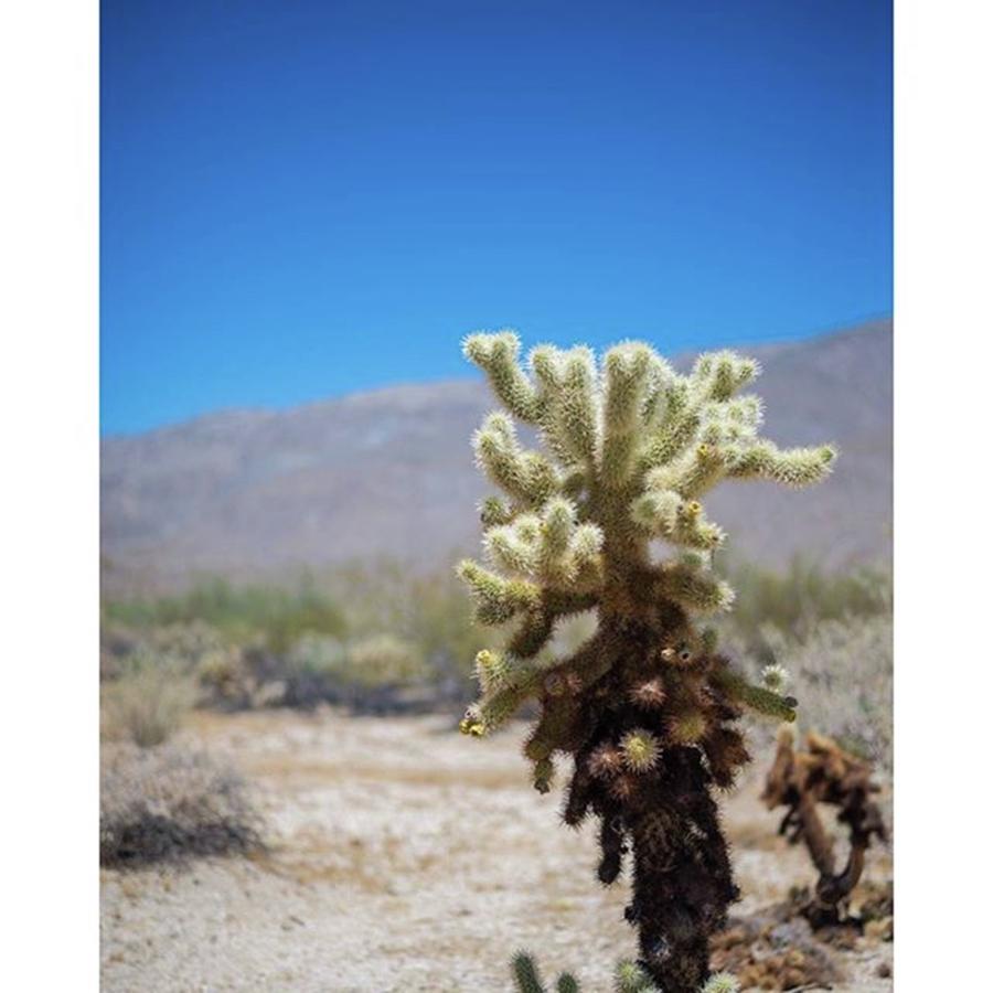 Nature Photograph - desert #nikon #nikonphotography by Allen Solomon