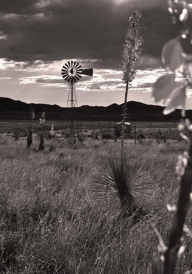 Arizona Photograph - Desert Oasis by Everett Bowers