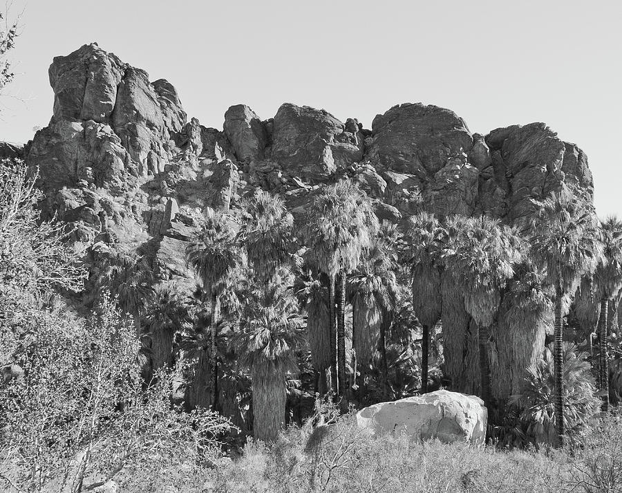 Desert Oasis III Photograph by Frank DiMarco