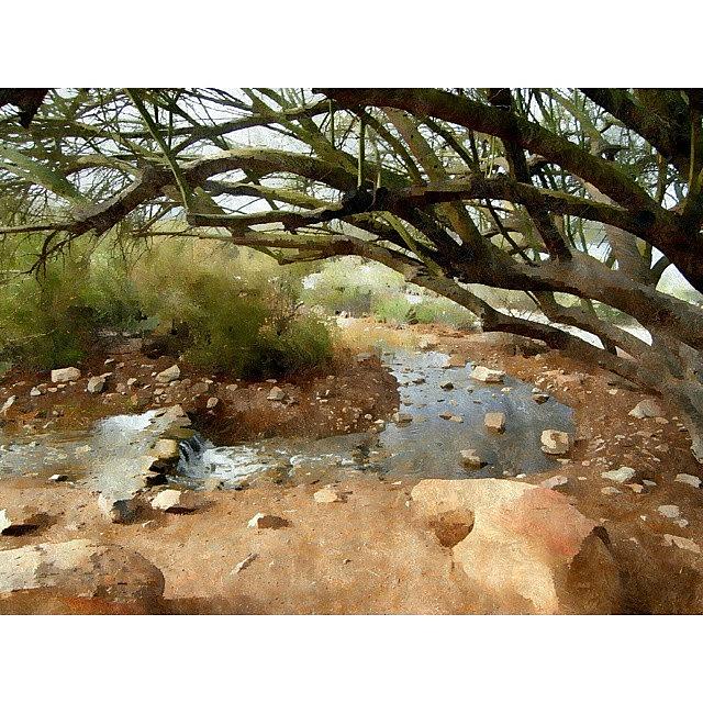 Phoenix Photograph - Desert Oasis
gilbert Riparian Preserve by Karyn Robinson